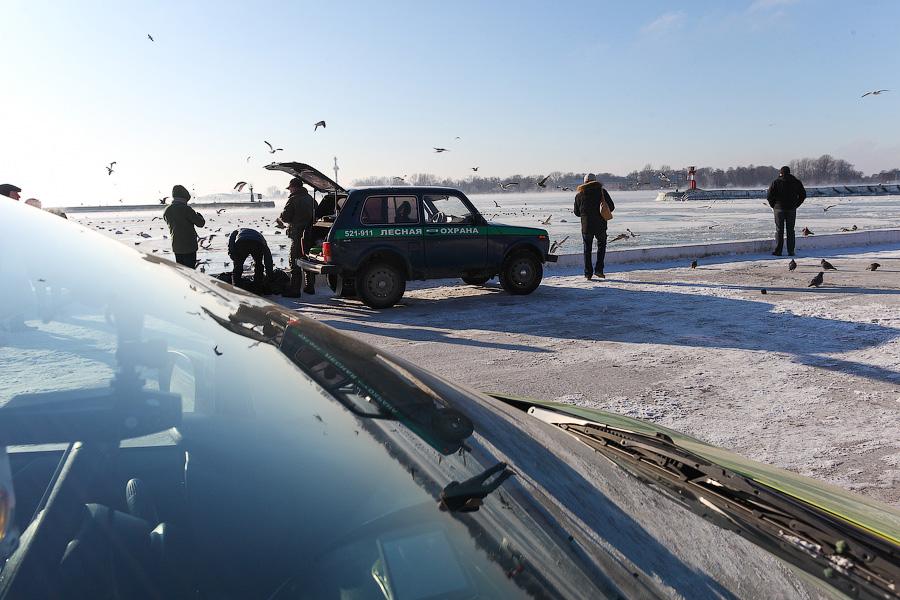 Сотня белых лебедей: как в Балтийске поддерживают замерзающих птиц