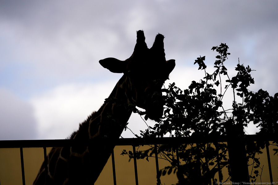 Вот компания какая: Калининградский зоопарк открыл все павильоны для посетителей