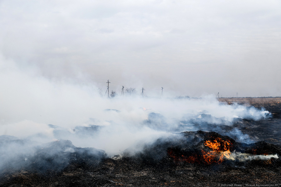 МЧС: природный пожар на болоте Целау потушен