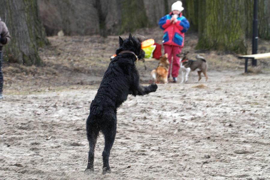 «Главные по тарелочкам»: фоторепортаж с соревнований по дог-фрисби