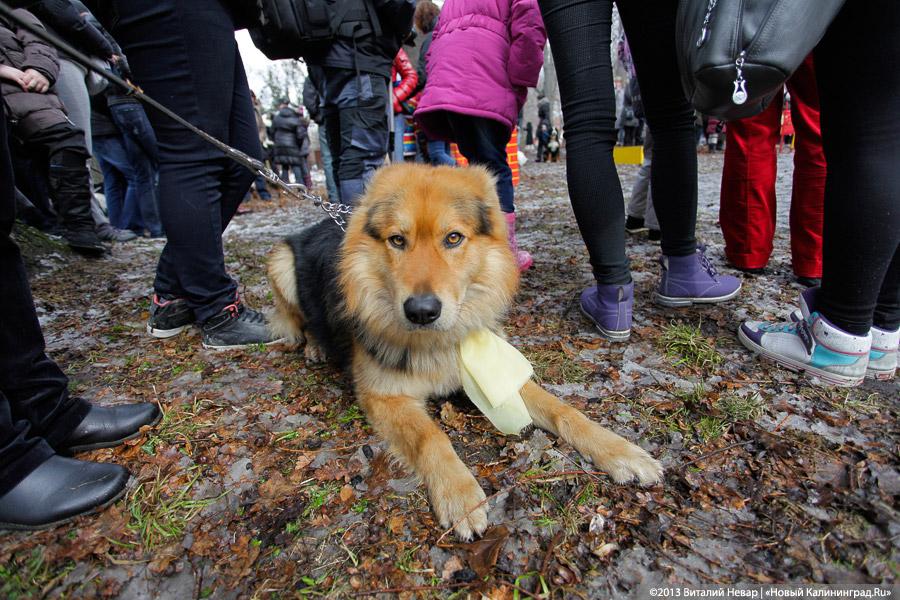 «Праздник для собак»: фоторепортаж из Ботанического сада