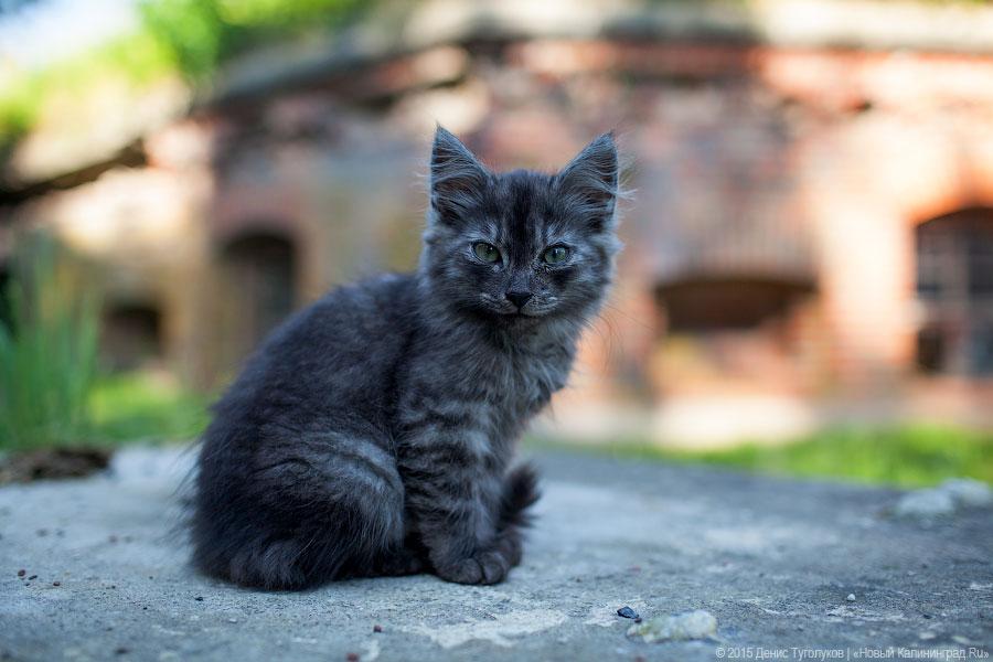 С легендами и зоопарком: форт Дёнхофф под Калининградом открылся для туристов