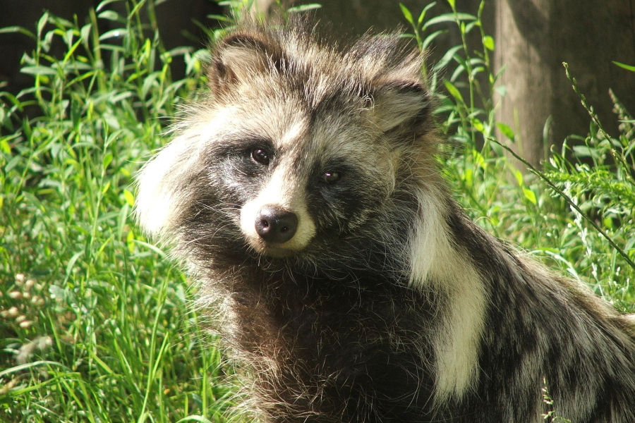 «Пока вы спите, они едят»: енотовидные собаки на Куршской косе попались в фотоловушку (видео)