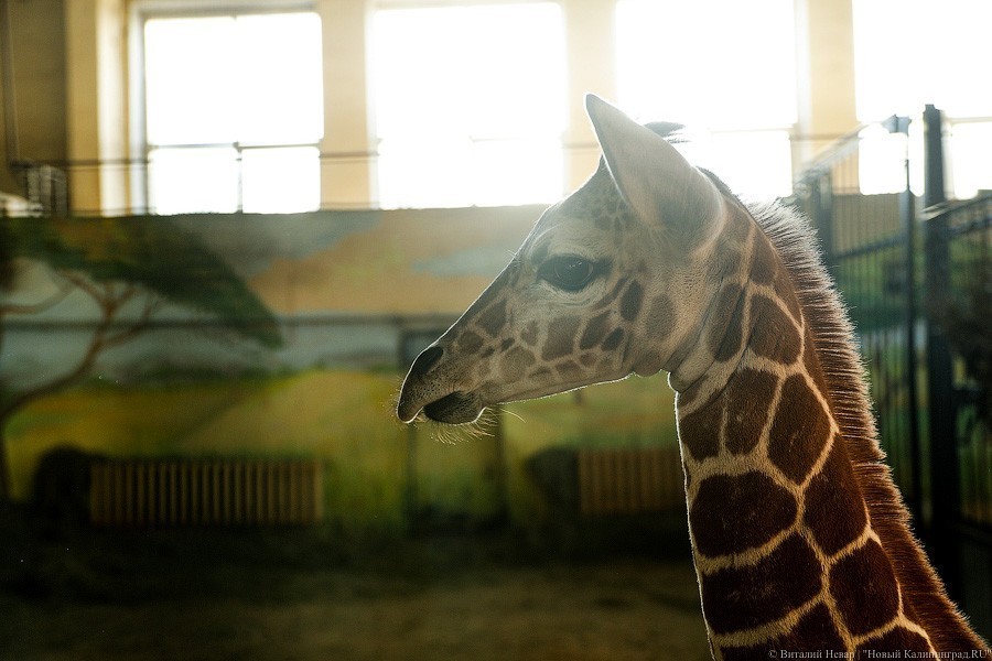 Любит веточки и маму: фоторепортаж из павильона, где живет новорожденный жираф (фото)