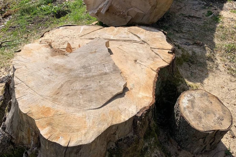 Мэрия собирается купить томограф и резистограф для обследования деревьев