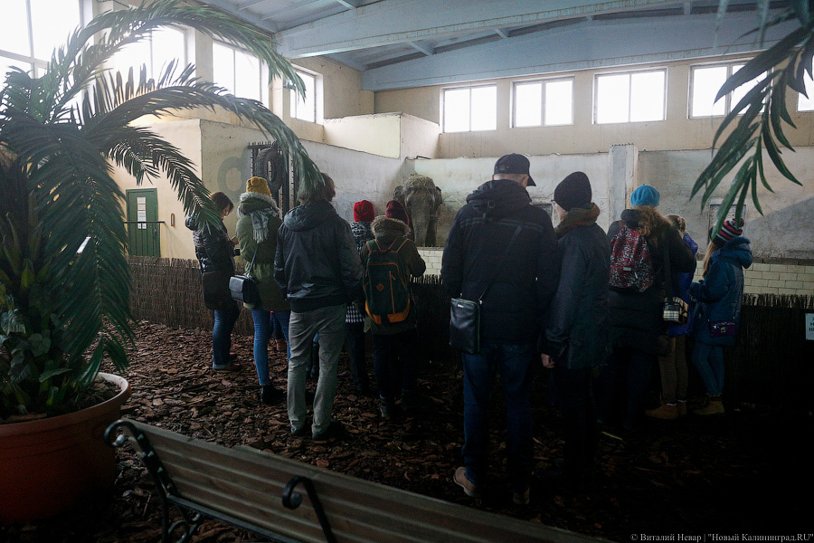 Каша для медведя: как питаются и живут животные в Калининградском зоопарке