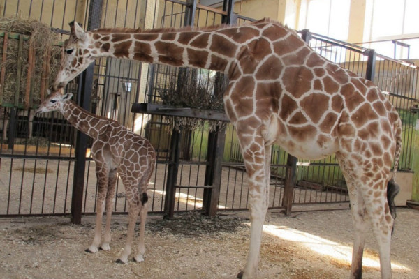 В Калининградском зоопарке умерла жирафиха Ива