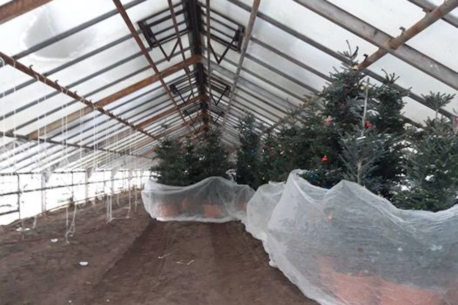 Пихты с городских улиц «эвакуировали» в теплицы (фото)