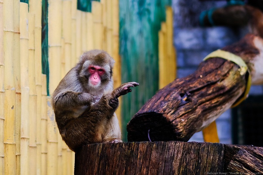 Тыква на обед, а не за билет! Показательное кормление животных в зоопарке (фото)