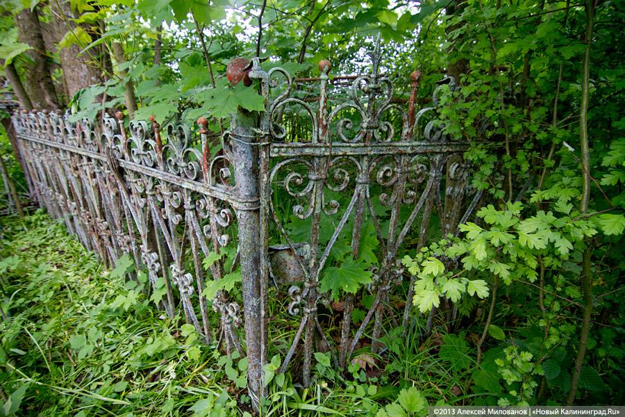 Забытые могилы: кирха и кладбище в поселке Тишино зарастают деревьями