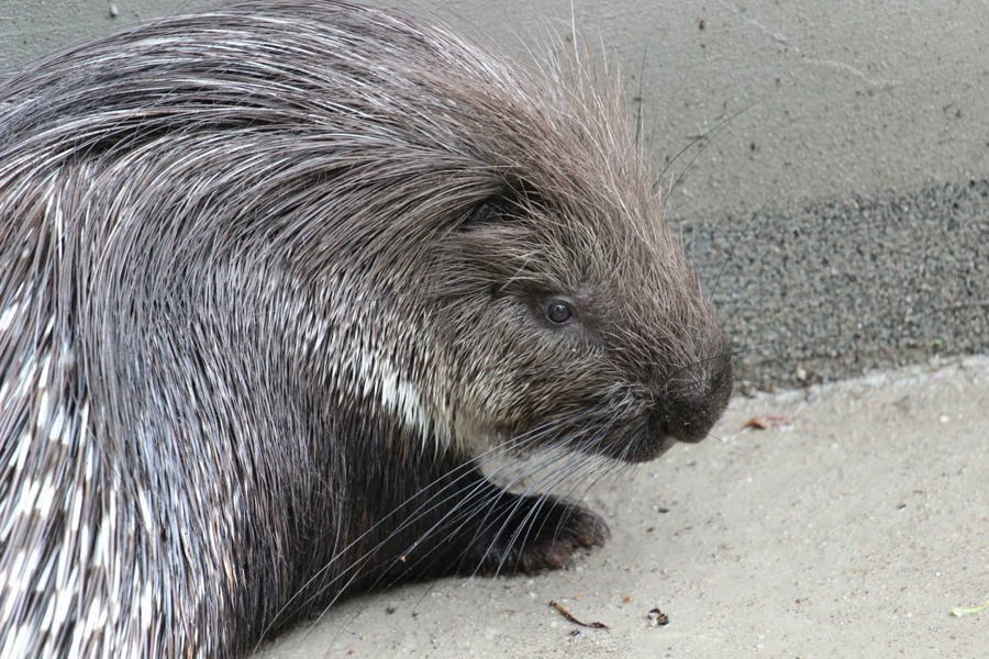 Фото: Иван Марков / Новый Калининград