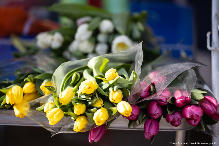 Мимозно-тюльпанный ажиотаж: Калининград накрыла традиционная цветочная лихорадка (фото)