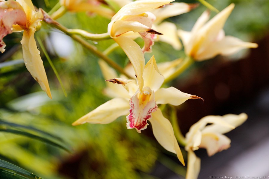 Дом для кактусов: в Ботаническом саду Калининграда открыли оранжерею (фото)