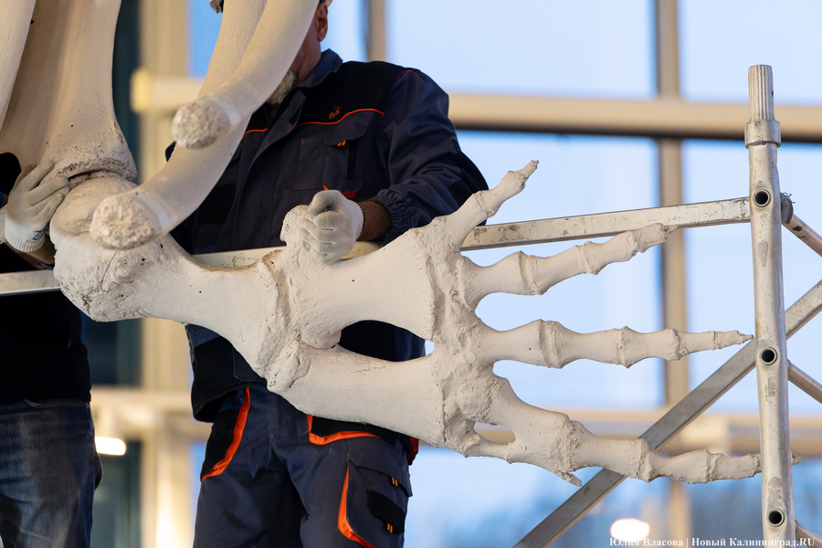 Первый «обитатель» «Планеты Океан»: скелет кашалота переезжает из «Глубины» (фото)