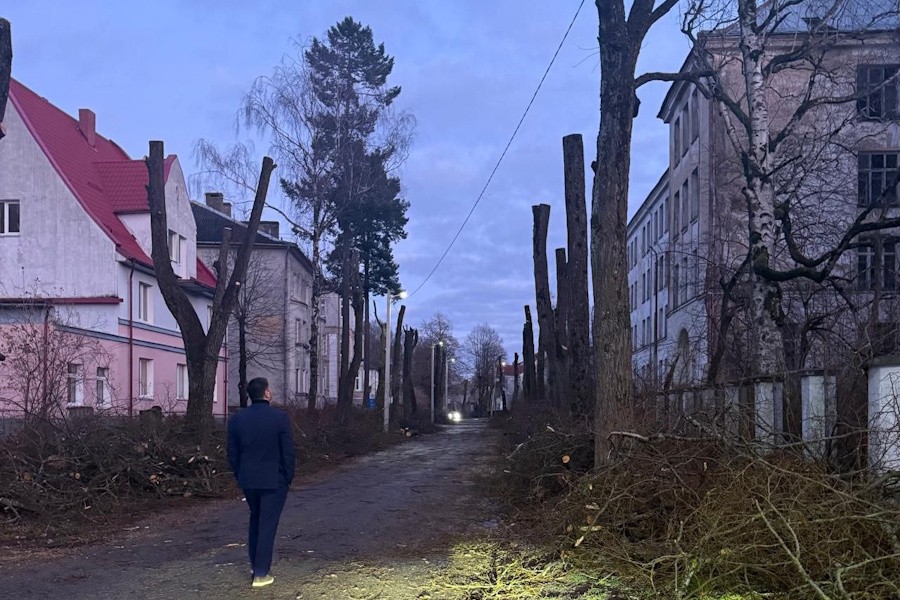 Власти Советска про обрезку деревьев: «Ребята знают, что делают»