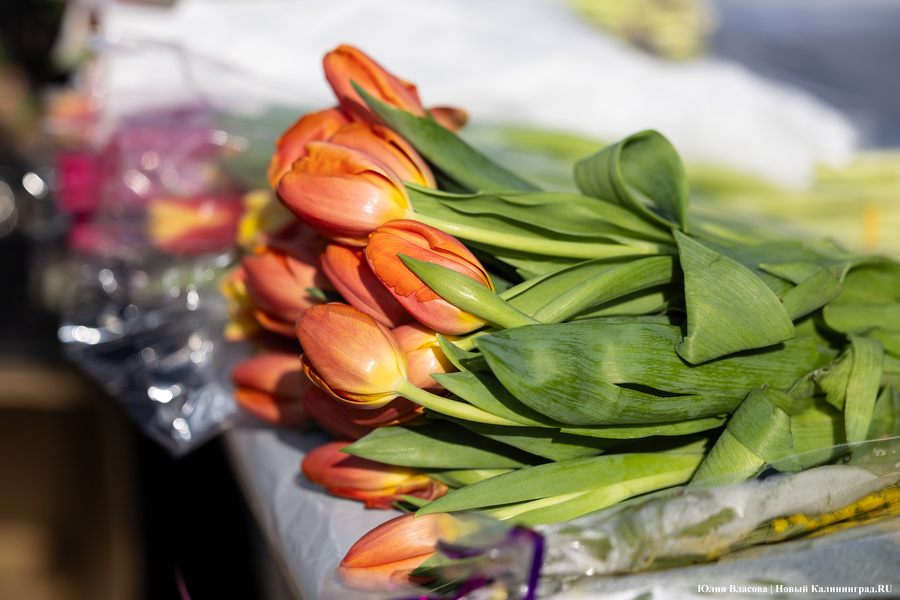 Мимозно-тюльпанный ажиотаж: Калининград накрыла традиционная цветочная лихорадка (фото)