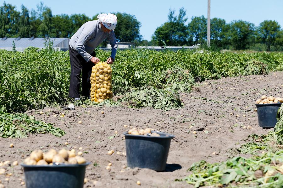 Славные клубни: в Калининградской области убирают картофель «по хорошей цене»