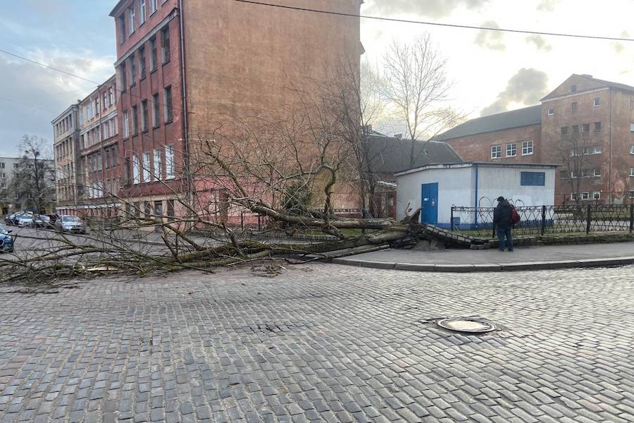 Столбы, деревья, указатели: последствия шторма в Калининграде (фото)