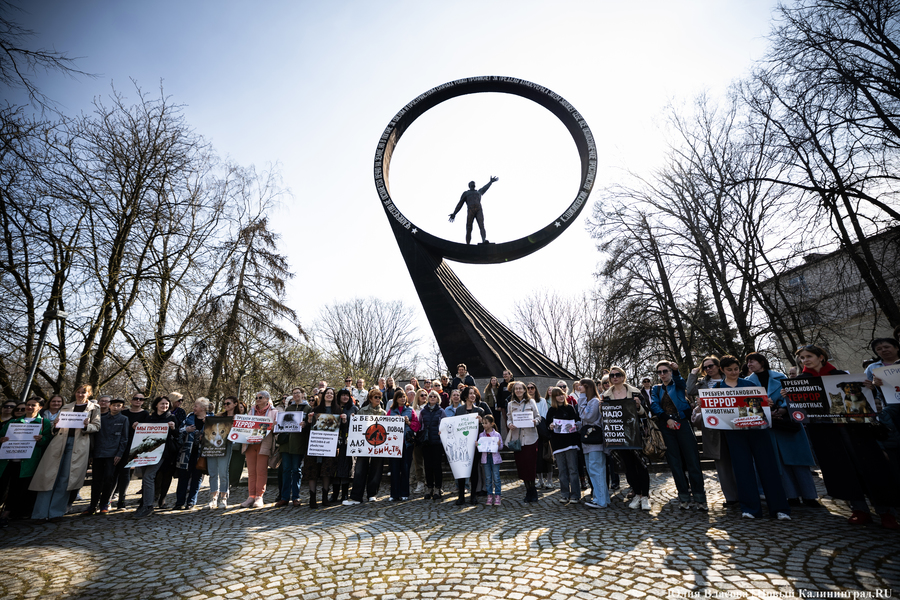 В защиту братьев меньших: в Калининграде прошёл митинг против убийства животных (фото)