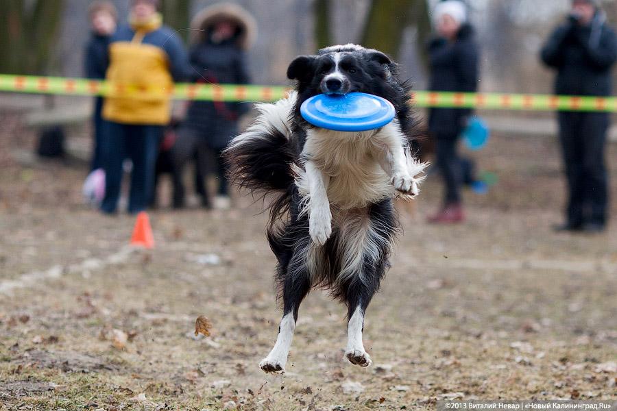 «Зубастые ловцы»: фоторепортаж с соревнований по дог-фрисби