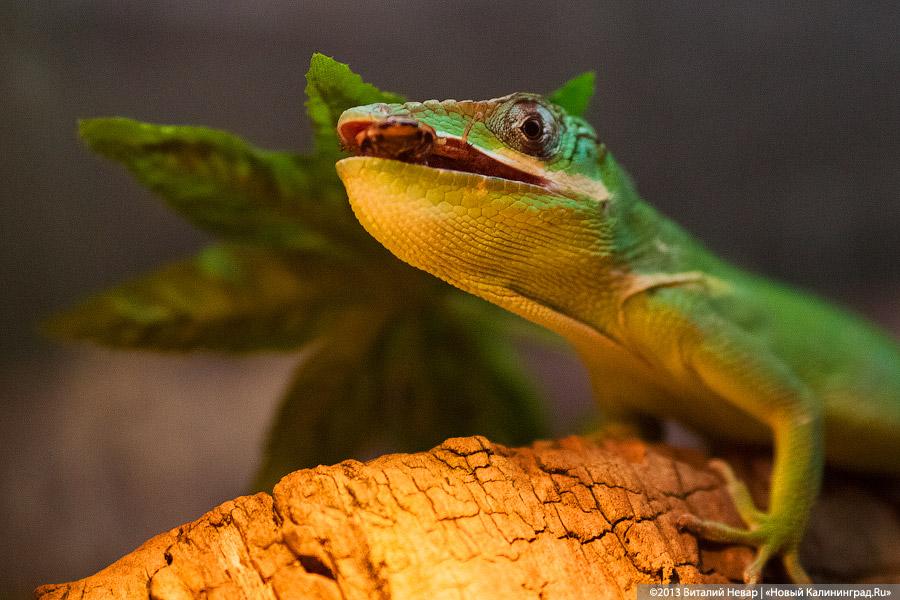 «Зов джунглей»: фоторепортаж с открытия первого калининградского экзотариума