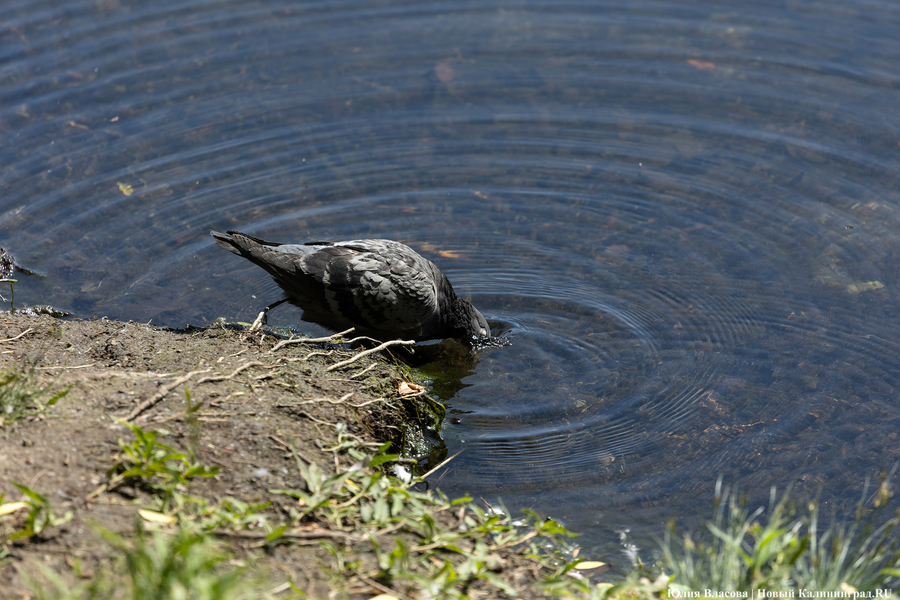 Засуха. Как это выглядит в Калининградской области (фото)