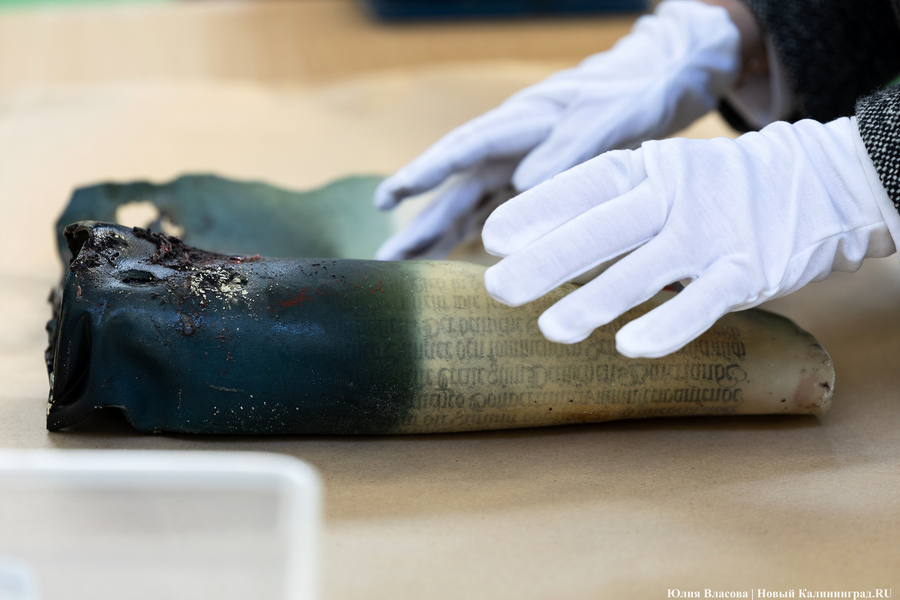 Эхо прошлого: в Калининградском зоопарке извлекли 94-летнюю «капсулу времени» (фото)