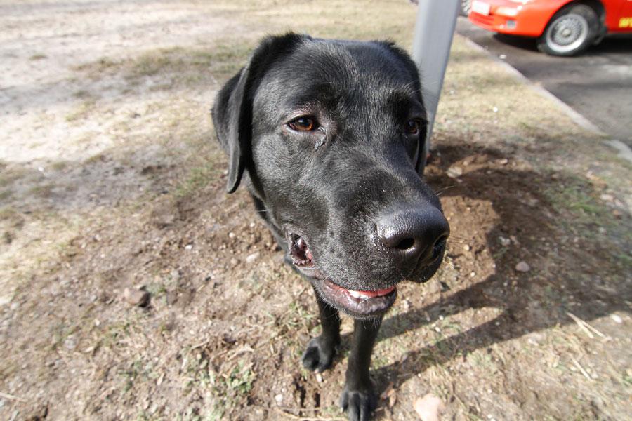 «Главные по тарелочкам»: фоторепортаж с соревнований по дог-фрисби