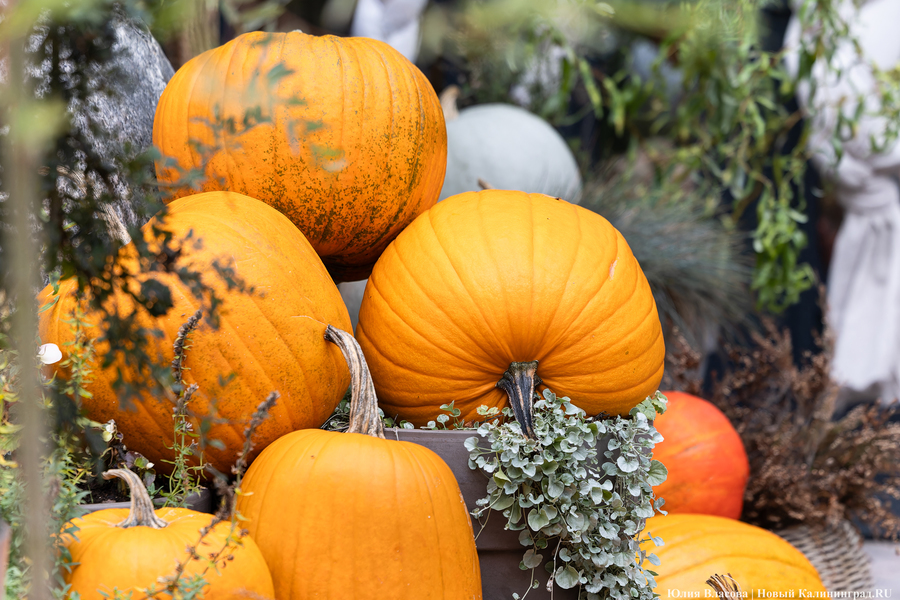 Фото: Юлия Власова / « Новый Калининград» 