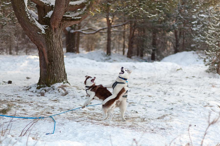 «Сказки о хаски»: фоторепортаж с тренировки ездовых собак и интервью с владельцами