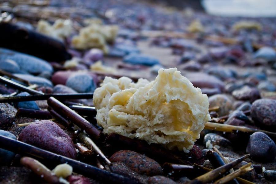 На побережье Куршской косы вынесло сгустки парафина (фото)