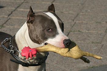 «Служба защиты животных» усыпляет в год 3,5 тысячи собак