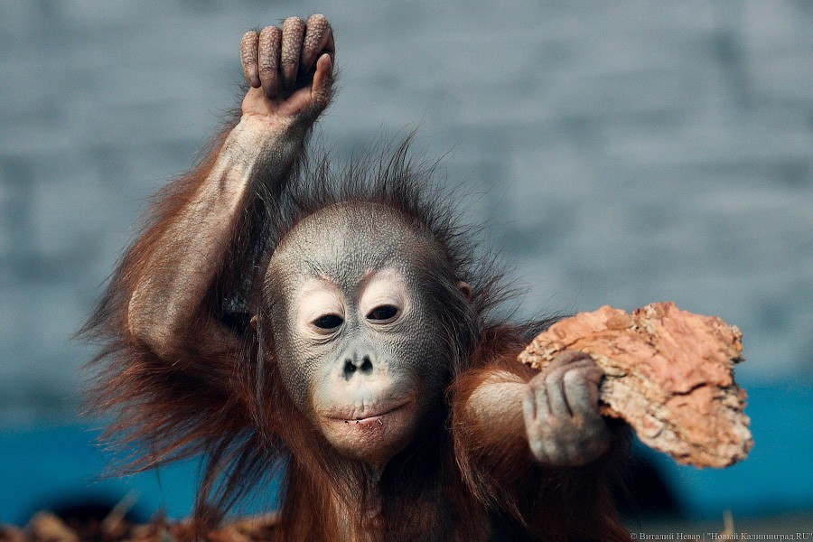 Дистанция в одного кенгуру: первый день работы Калининградского зоопарка (фото)