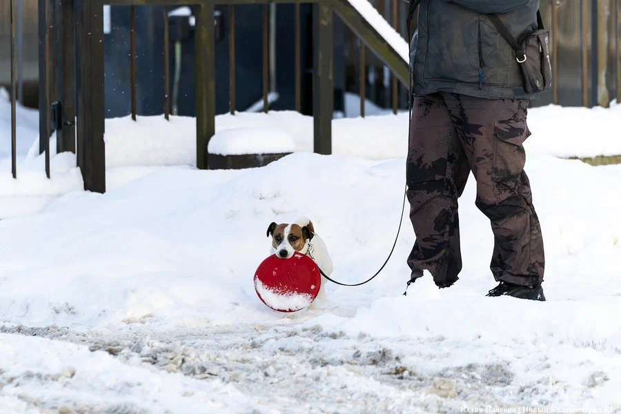 Ясно и без осадков: погода в Калининградской области 15 февраля