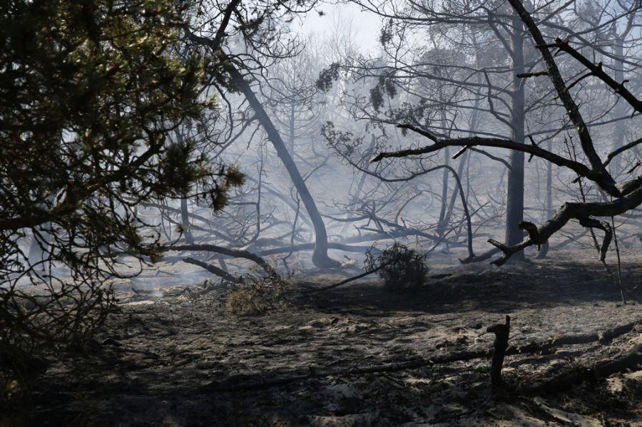 Пожар на дюне Эфа: возгорание на Куршской косе тушили вертолёты