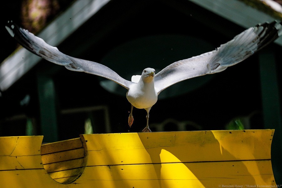 Дистанция в одного кенгуру: первый день работы Калининградского зоопарка (фото)