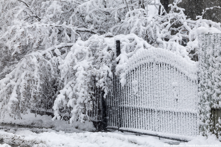 Погода в Калининграде 15 февраля