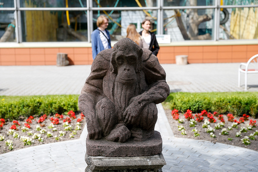 За стеклом: как живется в вольере для орангутанов Калининградского зоопарка