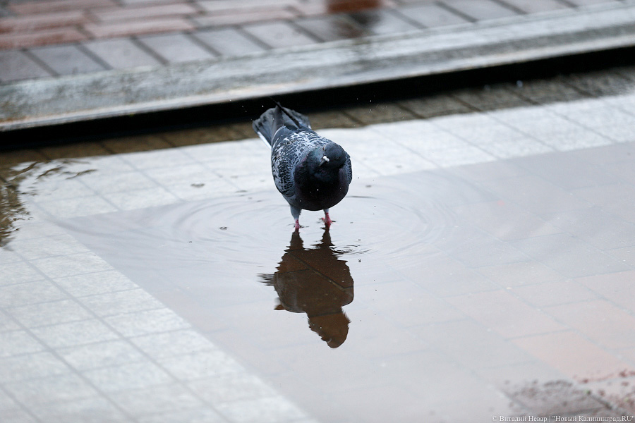 В течение рабочей недели в Калининградской области прогнозируют дождь и снег