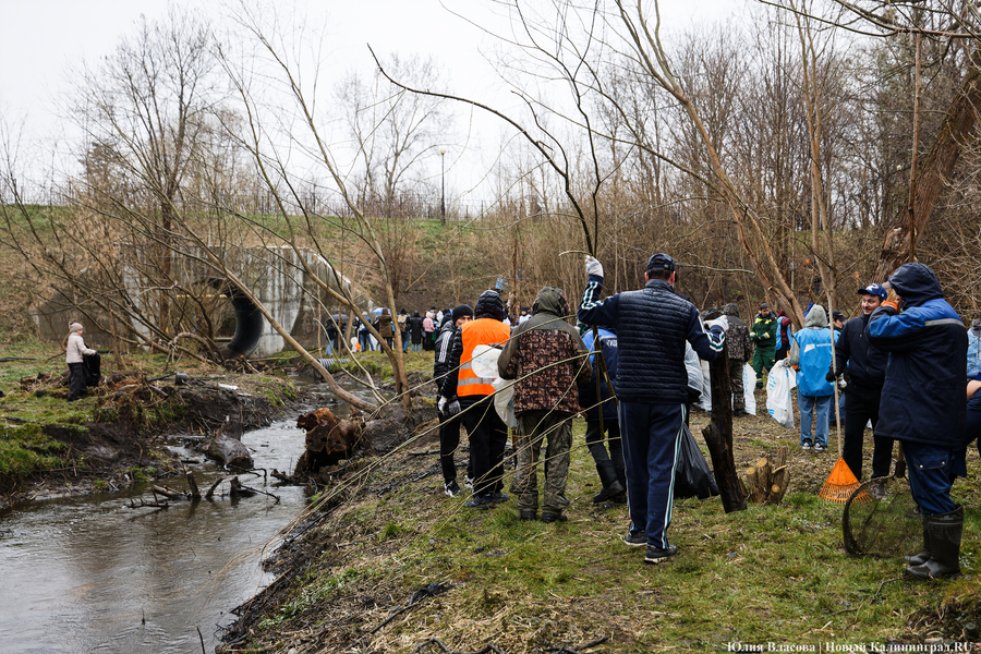 «Коммунальный Новый год»: как в Калининграде прошёл общегородской субботник