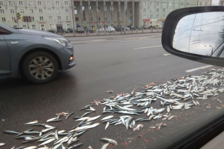 Проезжая часть в центре Калининграда усыпана рыбой (фото)