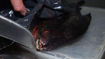 Ихтиолог: пиранью, выловленную в озере, выпустили туда нерадивые аквариумисты