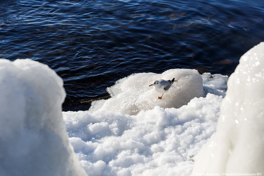 Балтика во льдах: как выглядит побережье после рекордных морозов