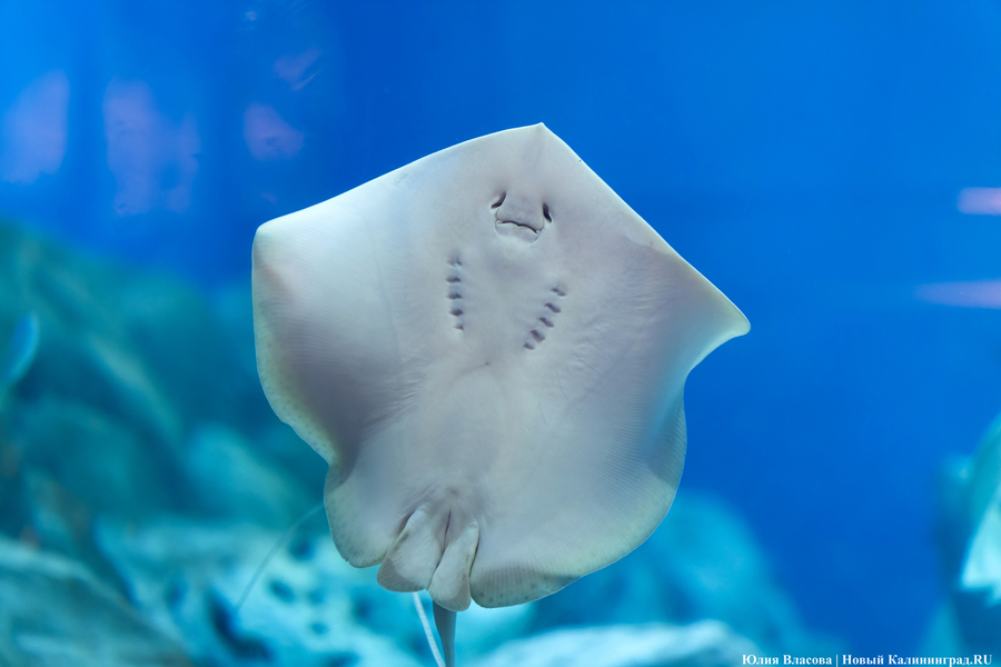 «Земля убывает»: как в Калининграде прошло официальное открытие «Планеты Океан»