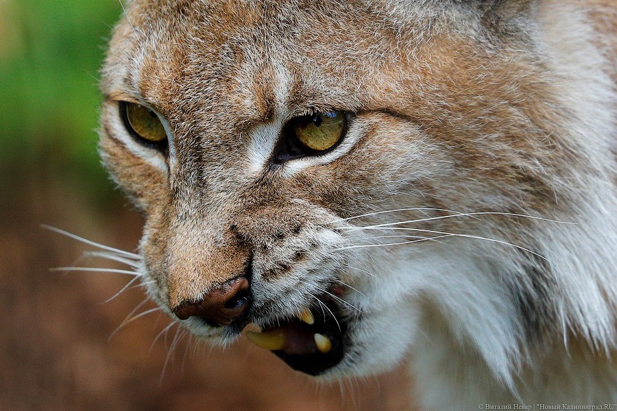 Дистанция в одного кенгуру: первый день работы Калининградского зоопарка (фото)