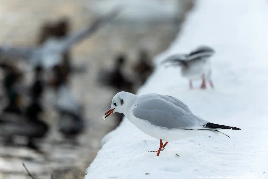 Погода в Калининградской области 16 ноября