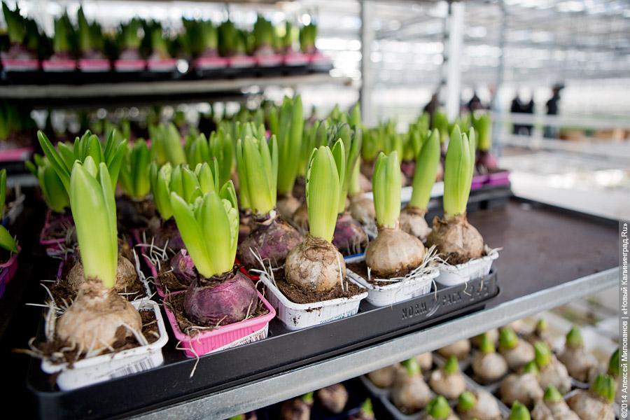 Букет к празднику: в Калинково вырастили 6 миллионов тюльпанов