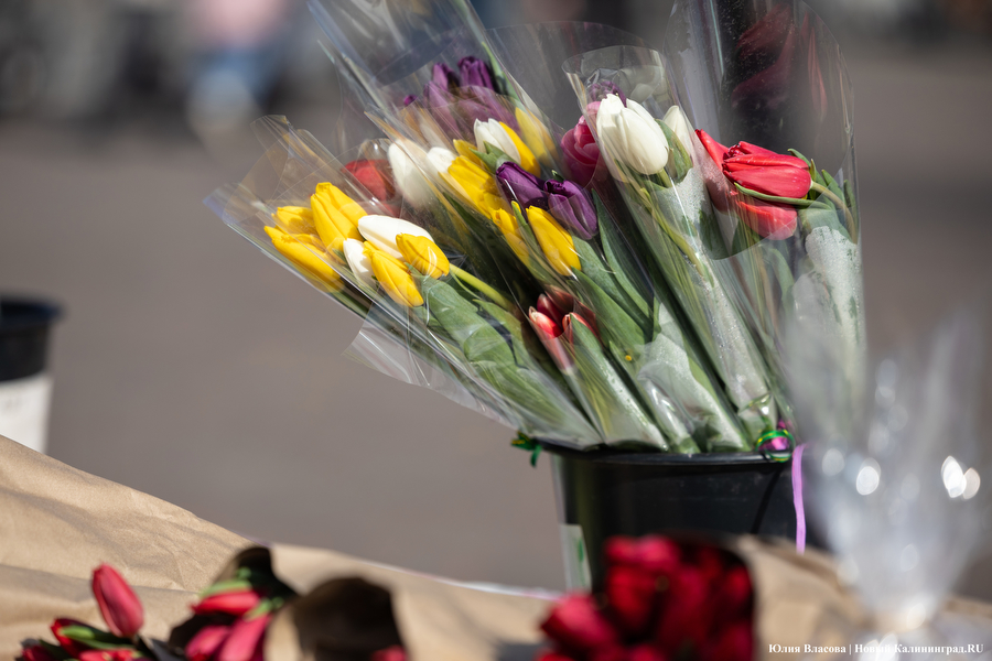 Мимозно-тюльпанный ажиотаж: Калининград накрыла традиционная цветочная лихорадка (фото)