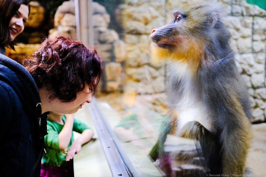 Тыква на обед, а не за билет! Показательное кормление животных в зоопарке (фото)