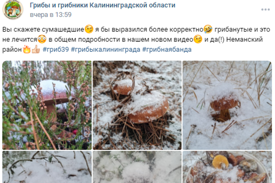 «Это не лечится»: калининградцы насобирали грибов в заснеженном лесу